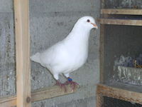 Pigeons de chair 2 77167 Bagneaux-sur-loing
