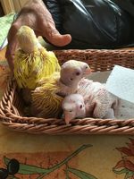 bébés perruches à collier parents lutino jaunes 110 77181 Courtry