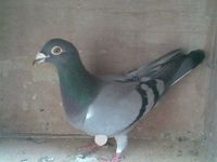 Très beaux Pigeons Voyageurs 20 45120 Corquilleroy