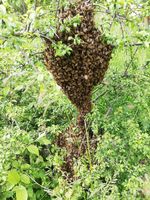  essaims abeilles 140 74650 Chavanod