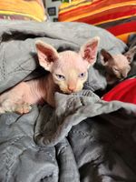 Chatons sphynx 
1000 51230 Fre-champenoise