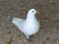 
Pigeons reproducteurs hubbell blanc 2 77167 Bagneaux-sur-loing