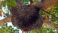 Récupère essaimn d'abeilles  0 71170 Chauffailles