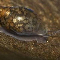 Escargot Physa de toute âge et taille (au choix) 0 38170 Seyssinet-pariset