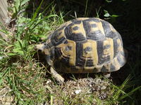 tortue adulte de terre femelle graeca 350 £ 350 30420 Calvisson
