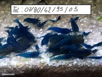crevettes Blue Dreams vivant en eau de robinet 3 37270 Athe-sur-cher