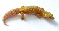 Couple gecko léopard atomic rainwater 50 79400 Saint-maixent-l'cole
