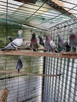 10 pigeons voyageurs non concours 40 02100 Saint-quentin