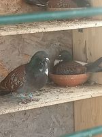 couple pigeons cauchois 30 38280 Villette-d'anthon