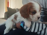 Chiot cavalier king charles 1400 49150 Chevir-le-rouge