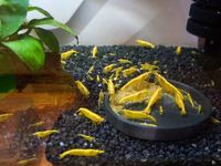 Crevette yellow néon eau vivant en eau du robinet 3 37270 Athe-sur-cher