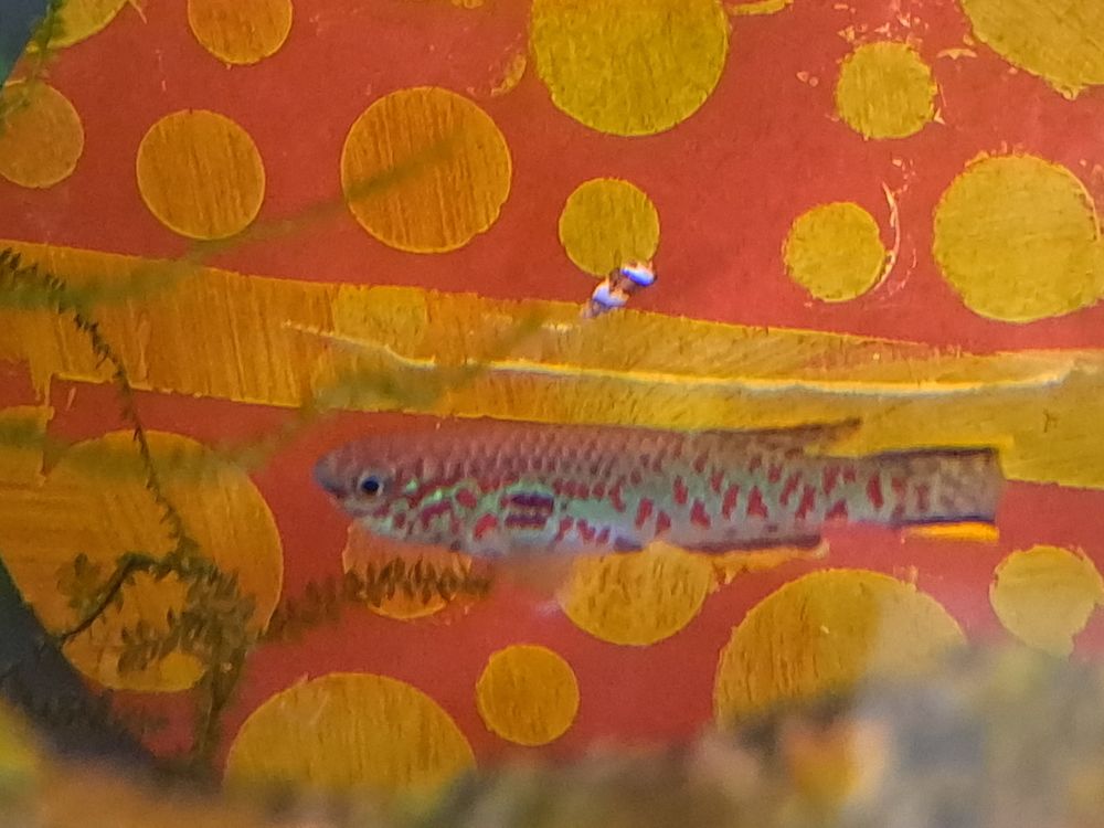 Killi Gardneri m&acirc;le 0 59810 Lesquin