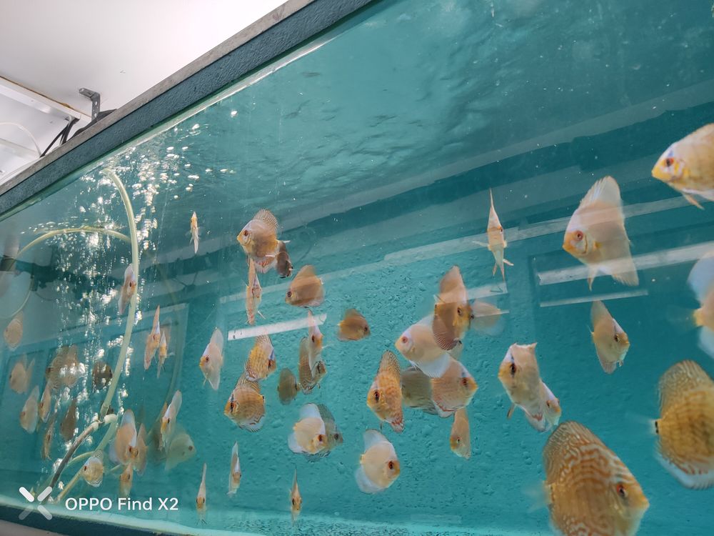 Jeune discus 30 44390 Casson