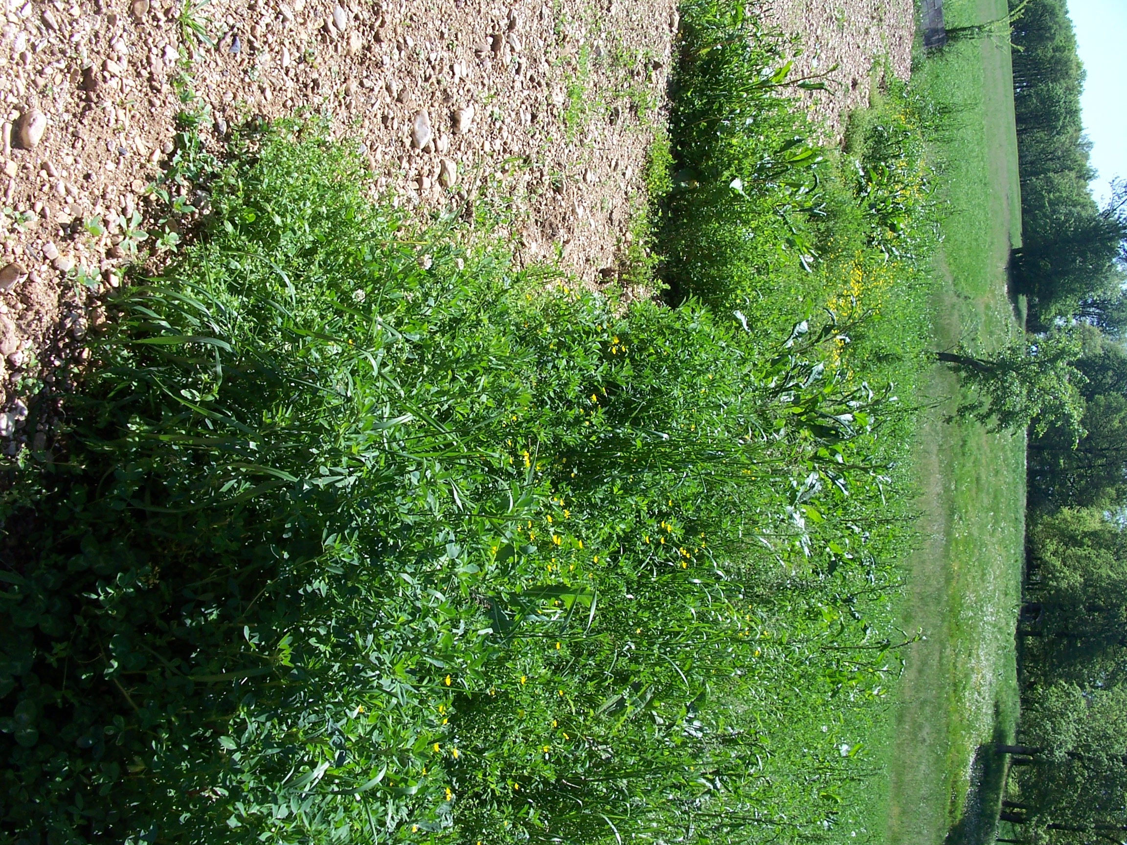 foin  balle  ronde 1 81990 Le sequestre