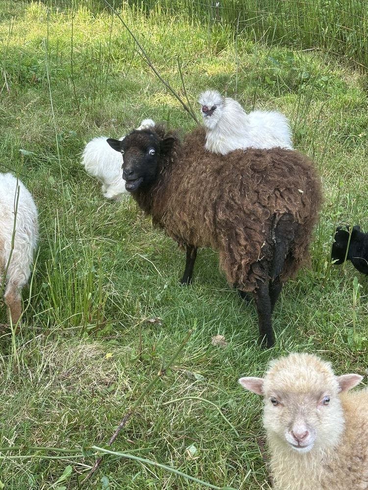 Adopte volailles cailles faisans oies dindons moutons ? 1 35890 Bourg-des-comptes