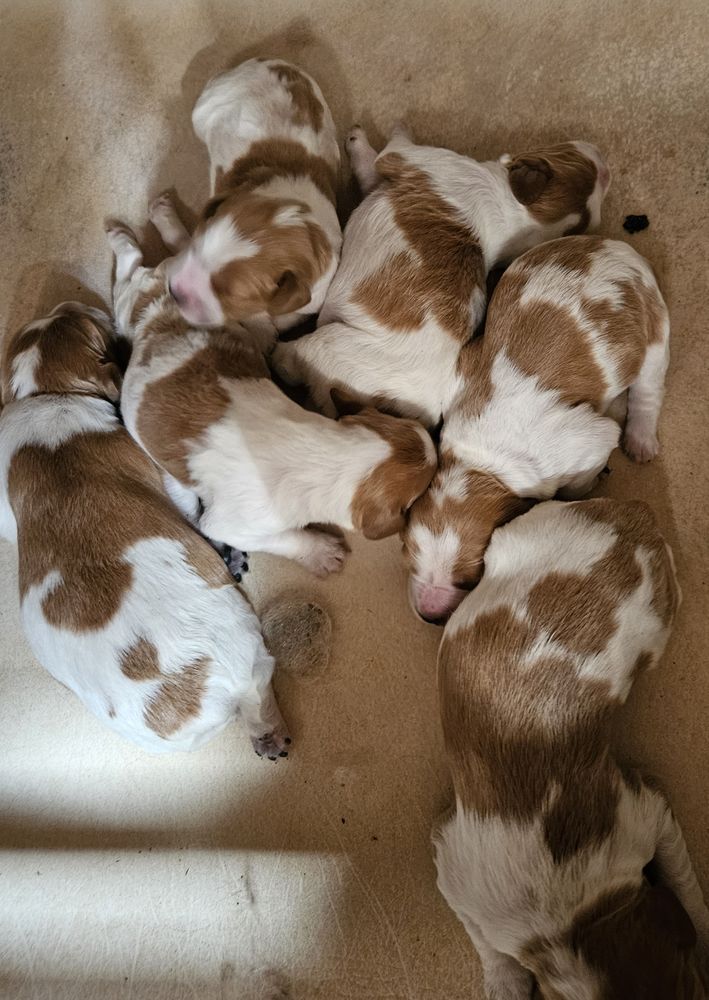 Chiots &eacute;pagneul breton LOF. 800 66600 Rivesaltes