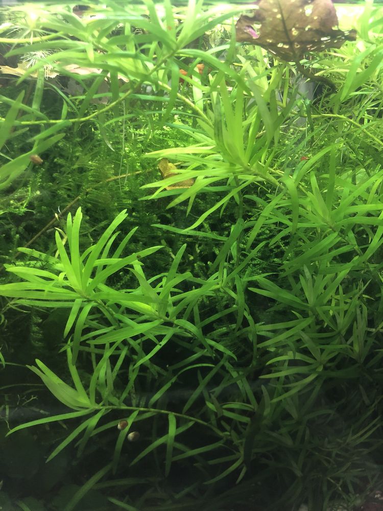 plantes d aquariums et autres 1 57360 Amn�ville