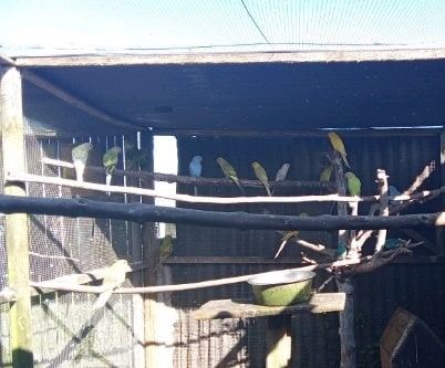 grande perruche a collier 150 14700 Noron-l'abbaye