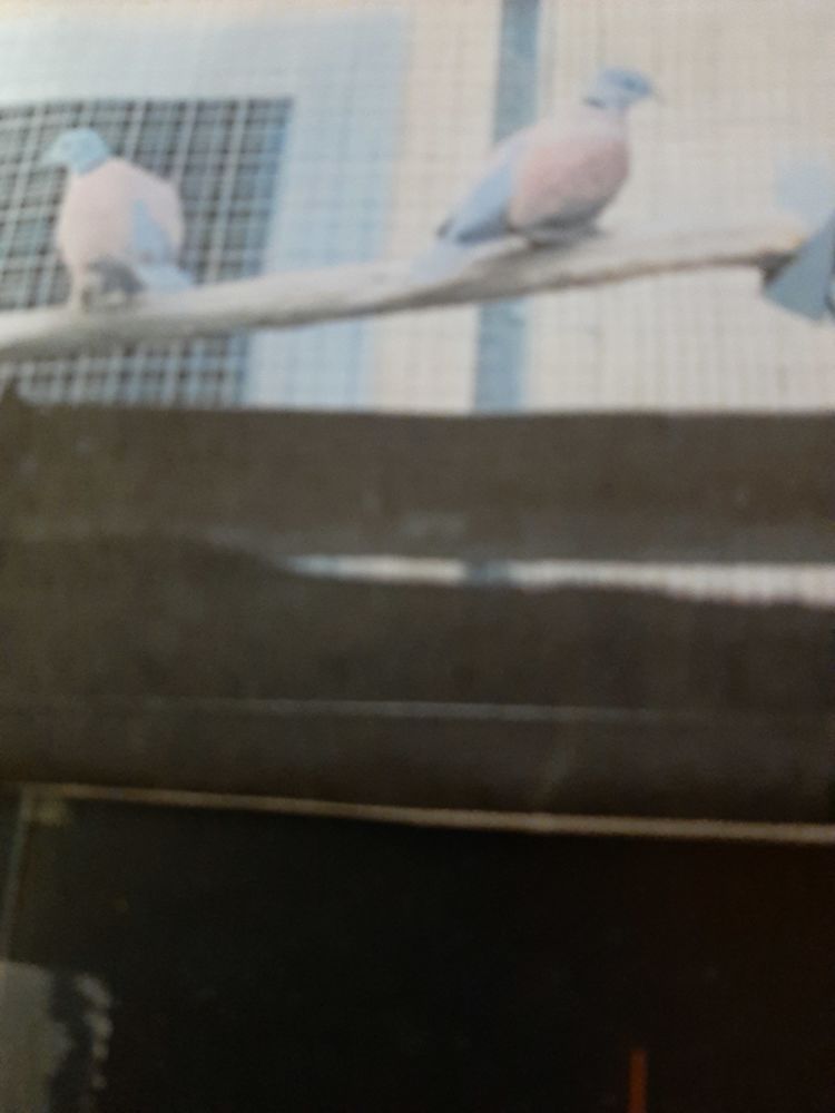 1 couple de Colombes Naines de Birmanie 0 85280 La ferri�re