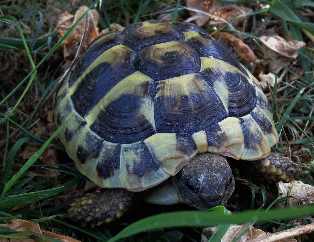 TORTUES DE TERRE 200 16000 Angoul�me