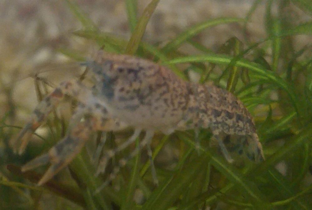 &Eacute;crevisses Cambarellus Diminutus. 3 67390 Marckolsheim