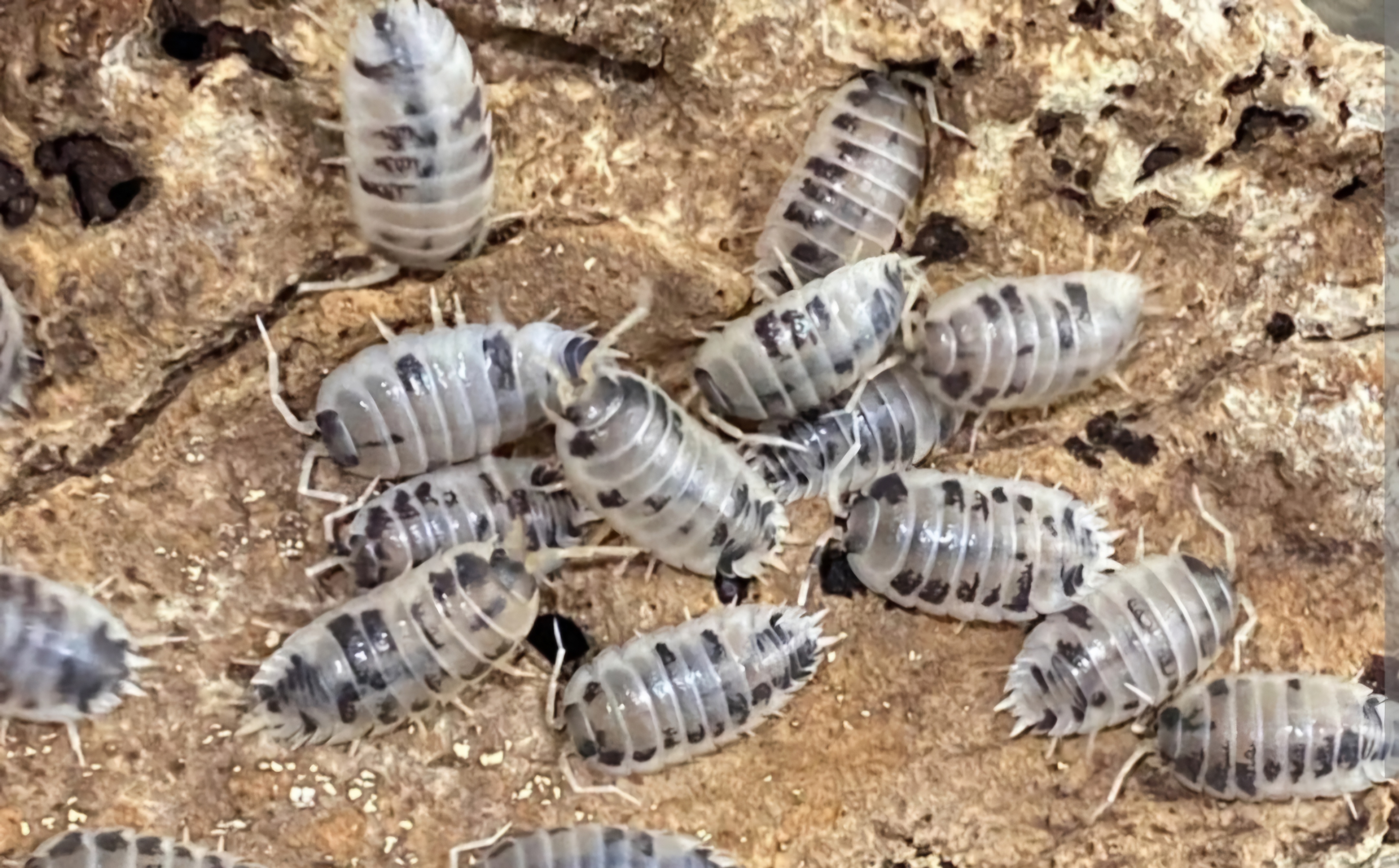 Porcellio laevis dairy cow 8 17430 Saint-hippolyte