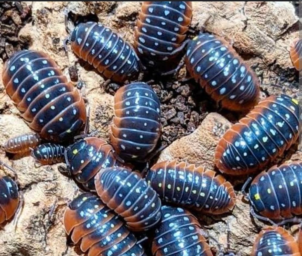 Armadillidium klugii montenegro 8 17430 Saint-hippolyte