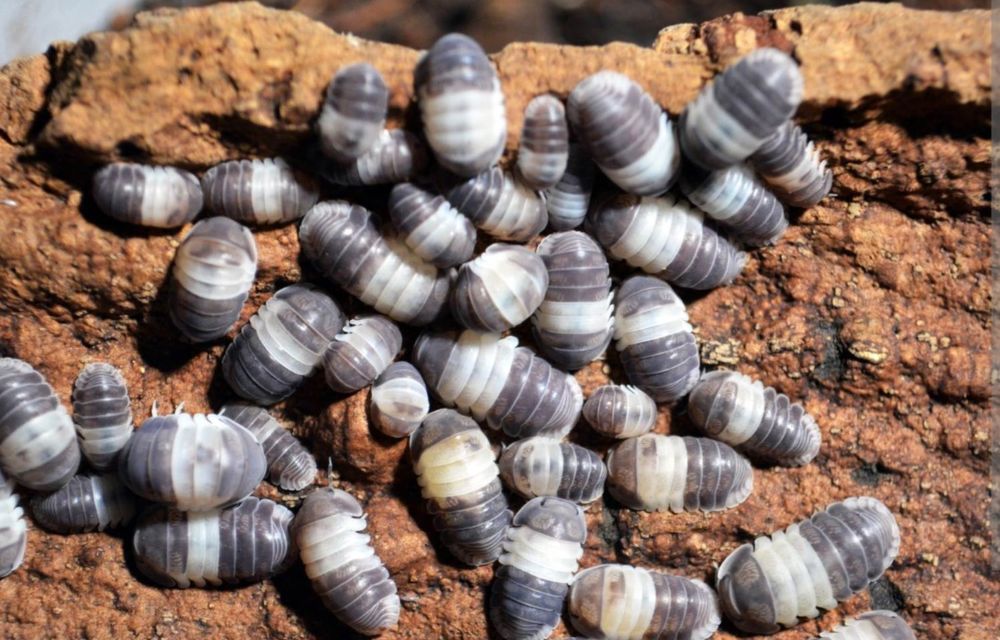 Cubaris panda king 15 17430 Saint-hippolyte