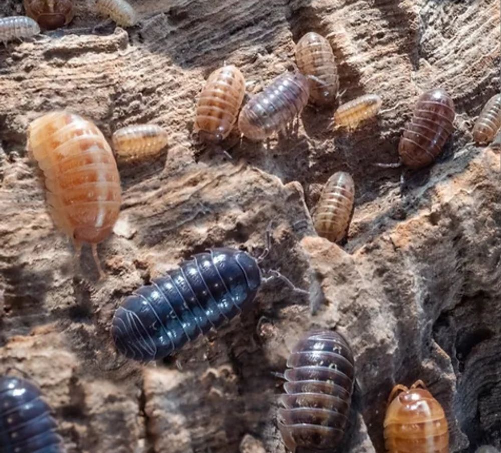 Armadillidium vulgare santa lucia 10 17430 Saint-hippolyte