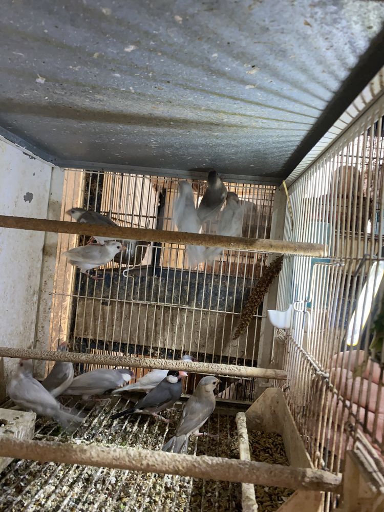 Paddas 30 31600 Muret