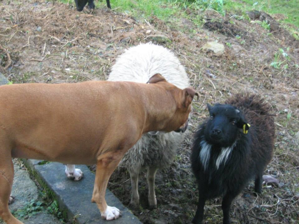 MOUTON d'OUESSANT Tondeuse &eacute;cologique 80 62460 Divion