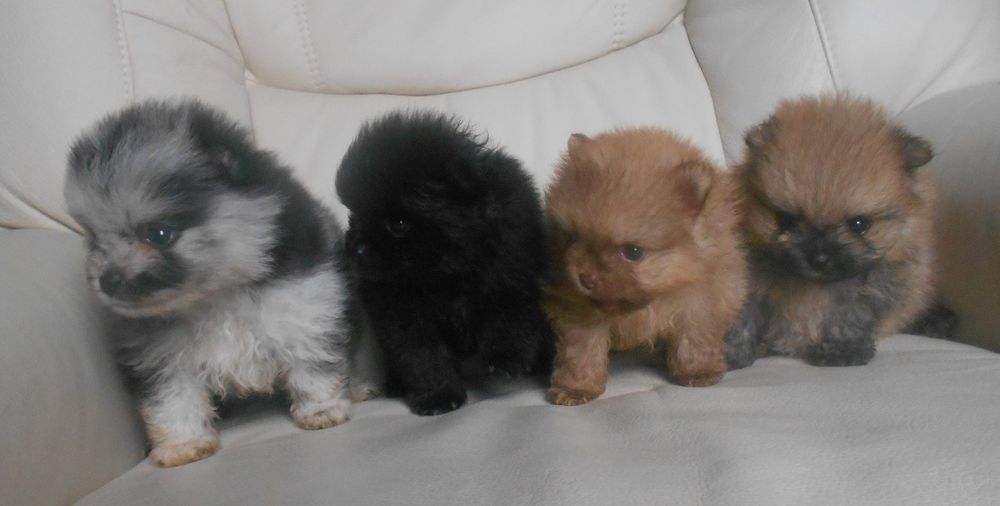 Adorables chiots Spitz de Pom&eacute;ranie nain ou micro nonLOF 2000 18210 Thaumiers
