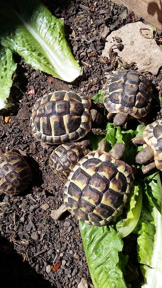 B&eacute;b&eacute;s tortues 60 34160 Castries