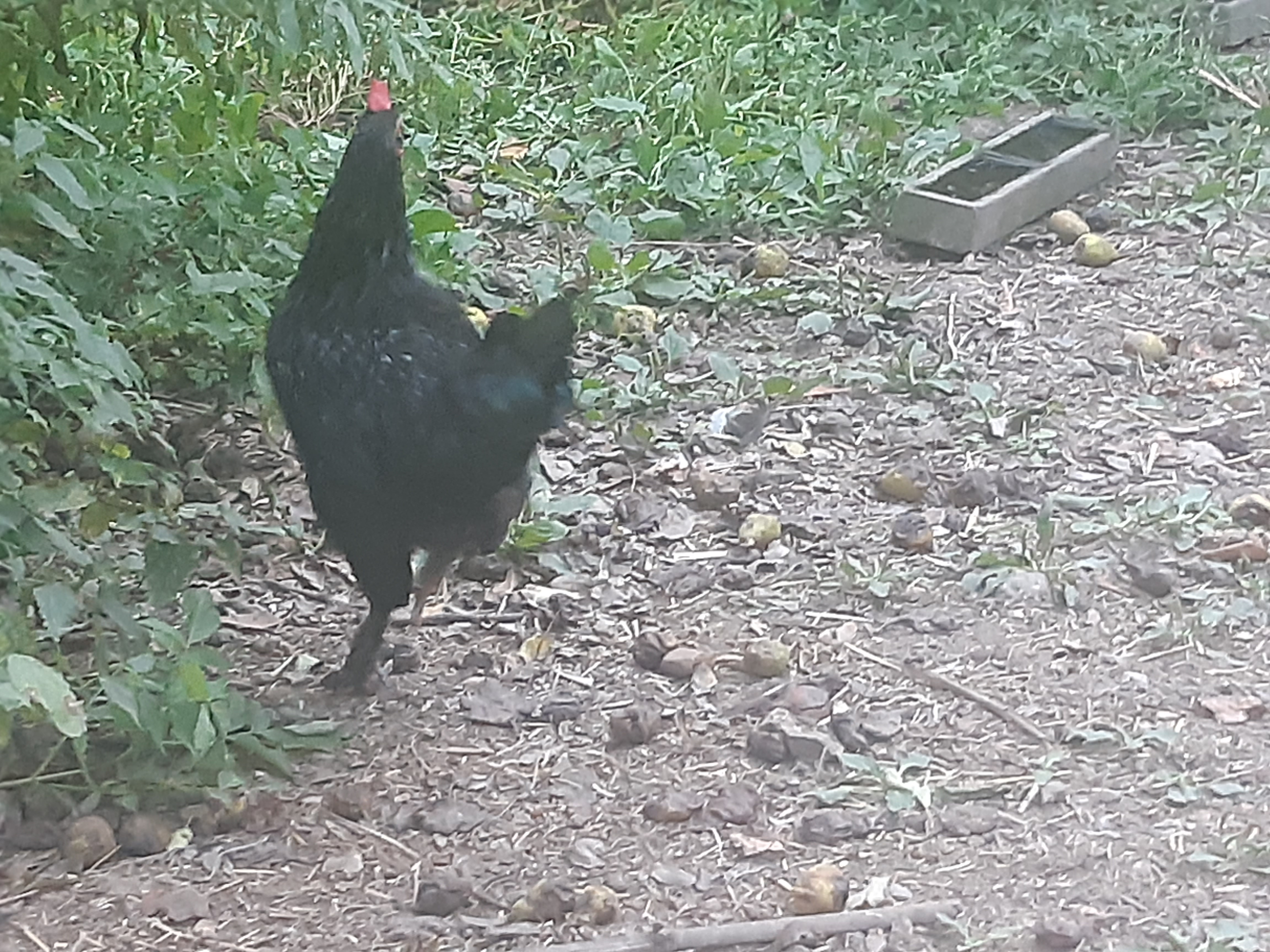 Coq noir semi- nain type noir du Berry 10 41100 Vend�me