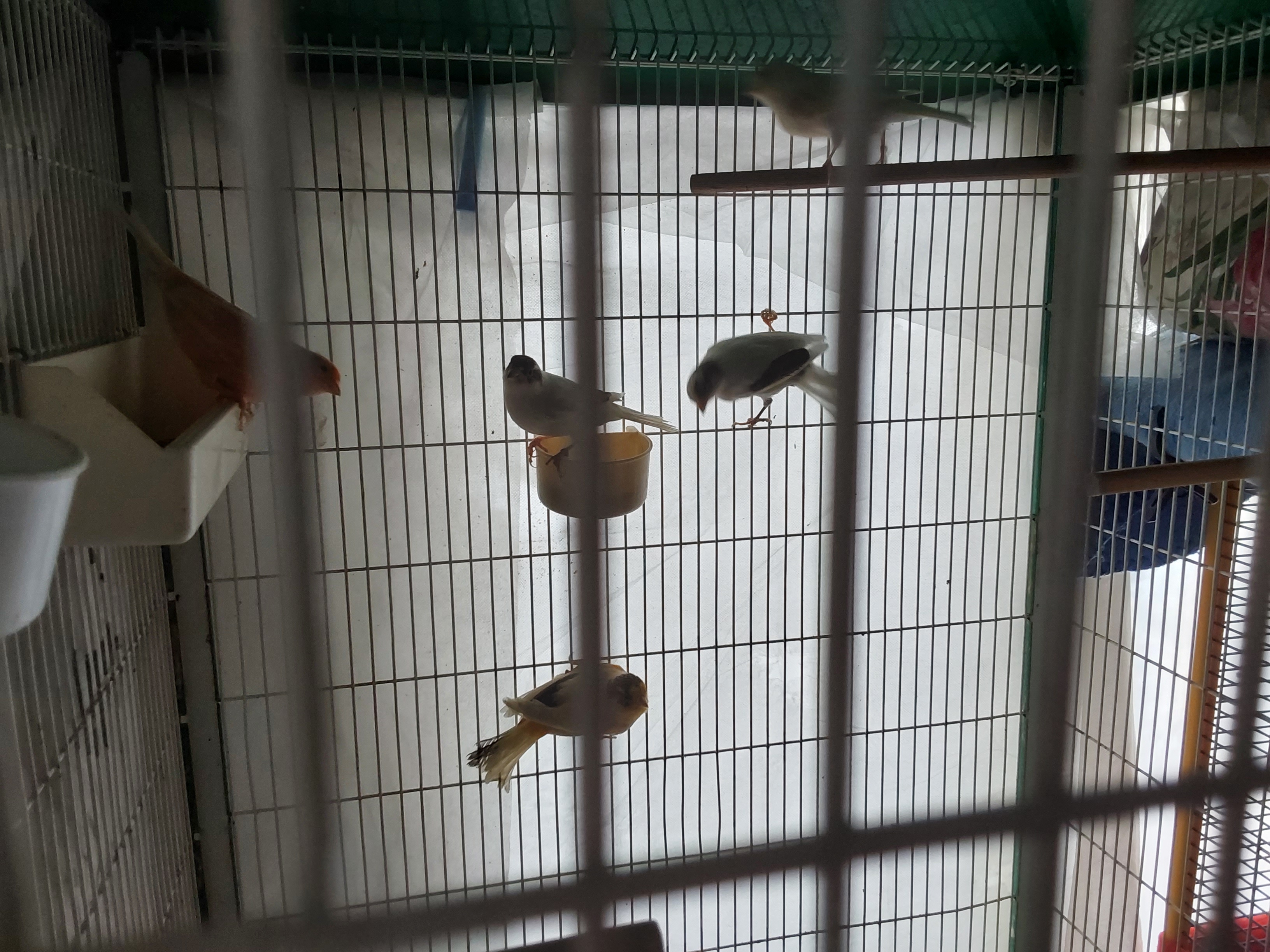 Canari 25 62970 Courcelles-l�s-lens