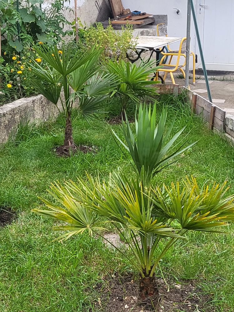 Placer votre tortue de jardin en s&eacute;curit&eacute; 77,75 0 77500 Chelles