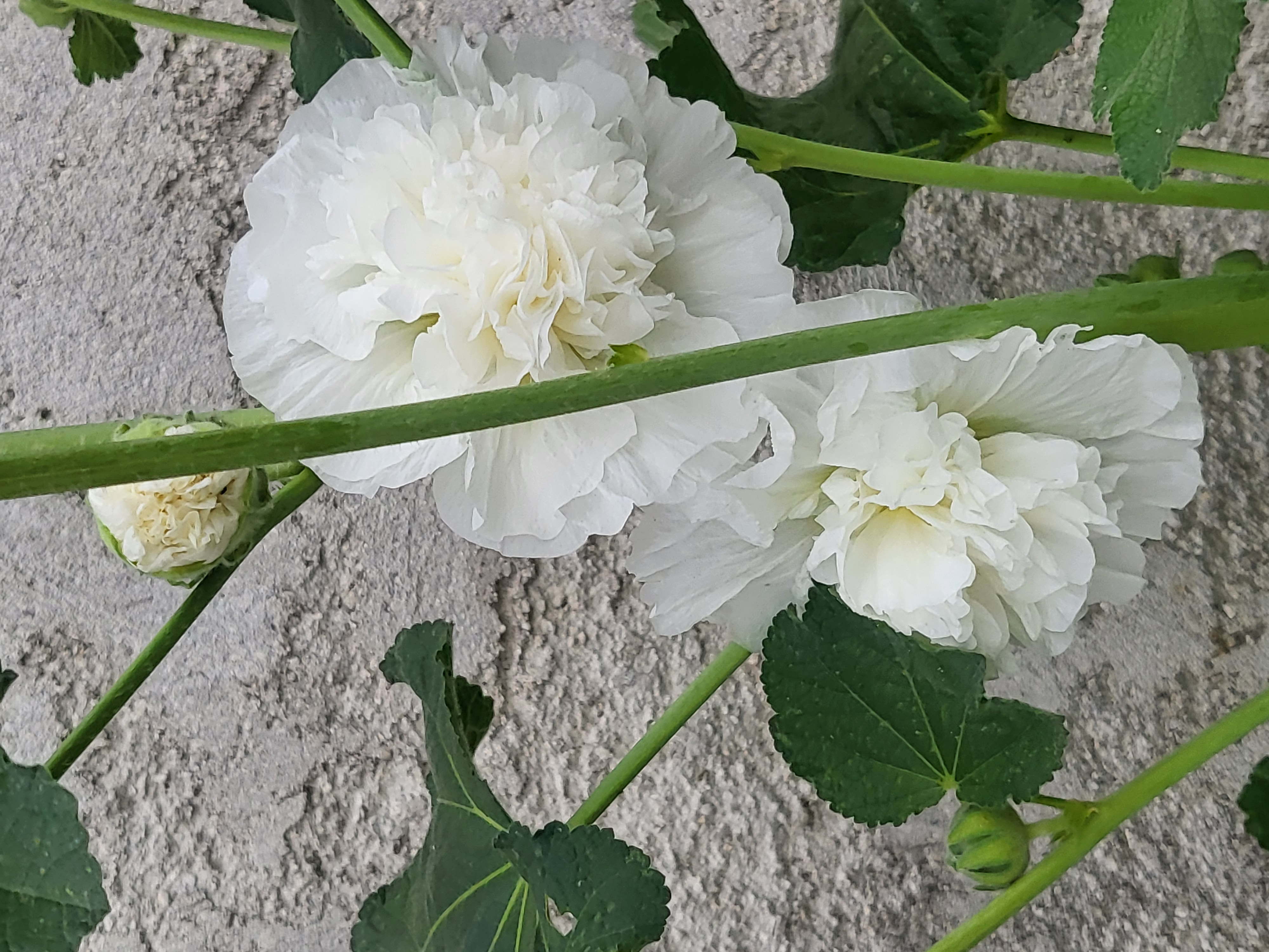 Confiez votre tortue dans de bonnes conditions77 0 77500 Chelles