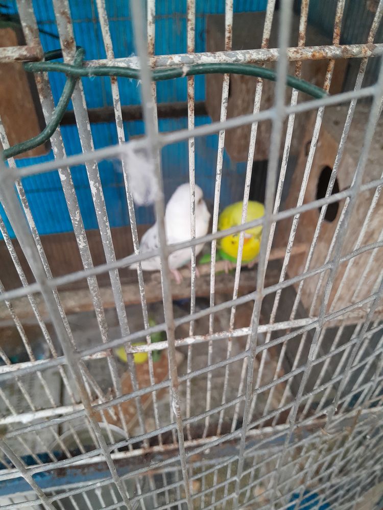 Perruches ondul&eacute;es toutes toute couleurs  2024 6 mois 10 46150 Saint-denis-catus