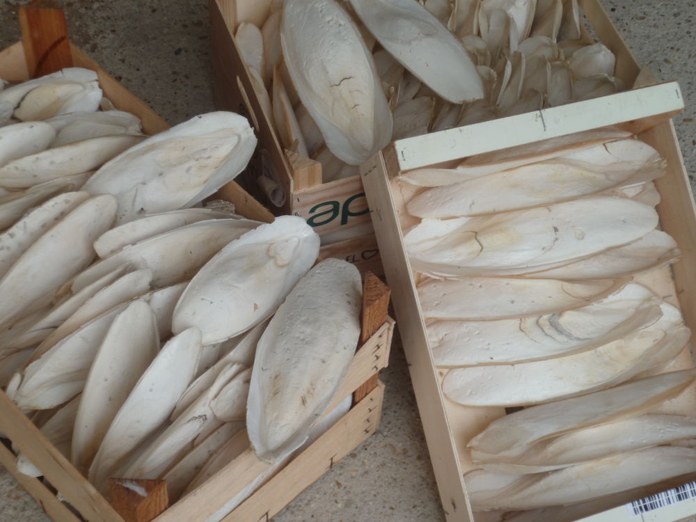 os de seiches pour oiseaux 10 77290 Mitry-mory