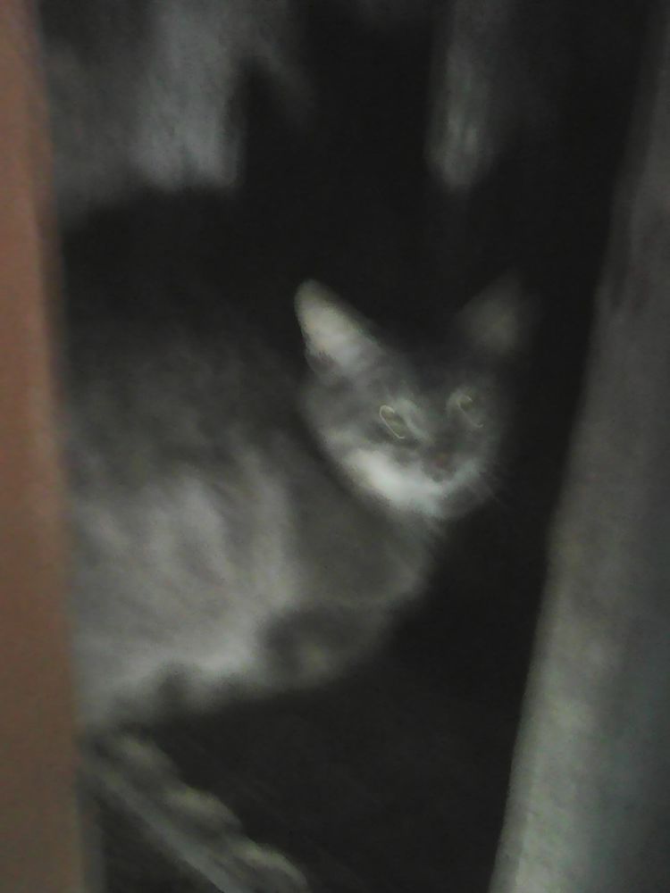 BESOIN  D"AIDE Pour TROUVER SI BEAU CHAT Cendr&eacute; Puc&eacute; ? 0 49700 Louerre