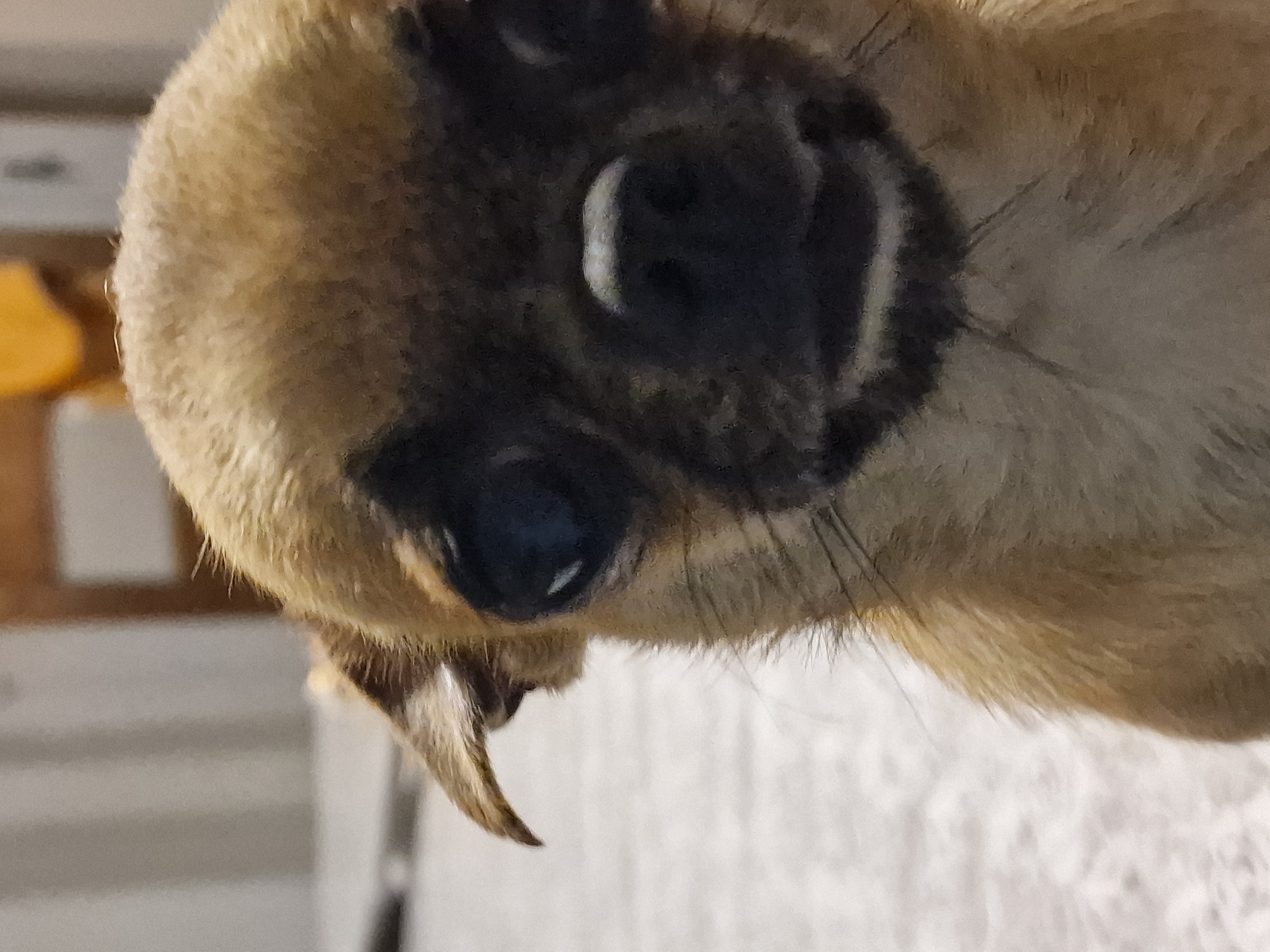 Super chihuahua pl cour lof et confirm&eacute;e. 500 37120 Luz�