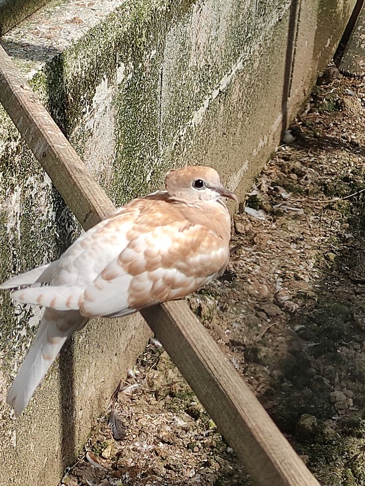 15 � tourterelles blanches et panach&eacute; 15 85440 Grosbreuil