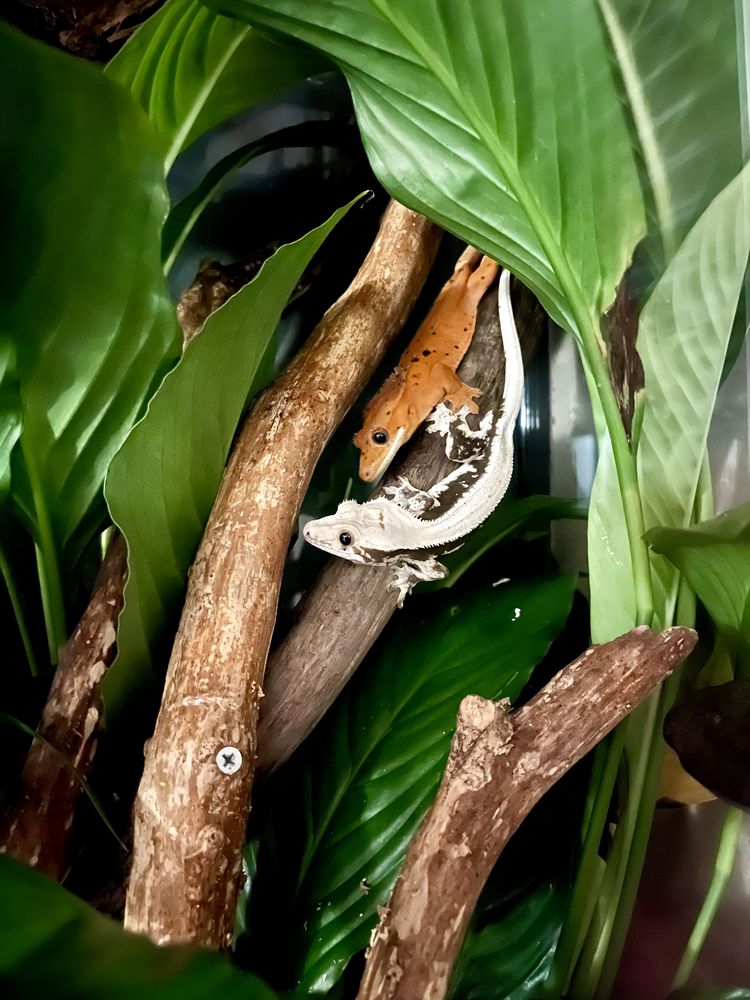 Gecko a cr&ecirc;te et cloporte disponible 0 81000 Albi