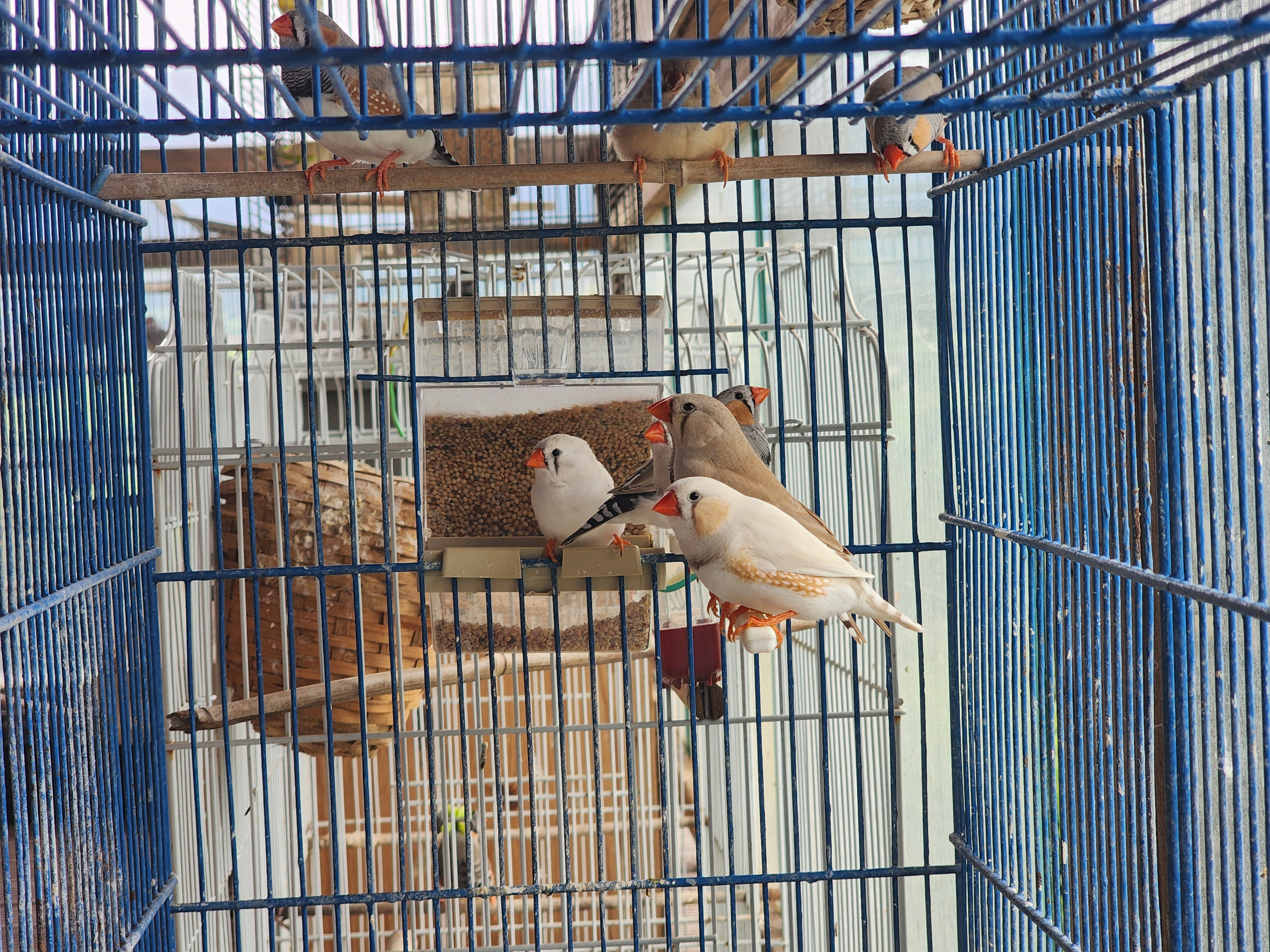 Diamants mandarins 5 74370 Argonay