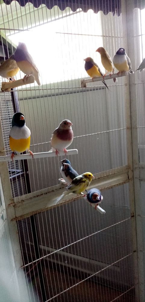 Diamants de Gould 35 80400 Ham