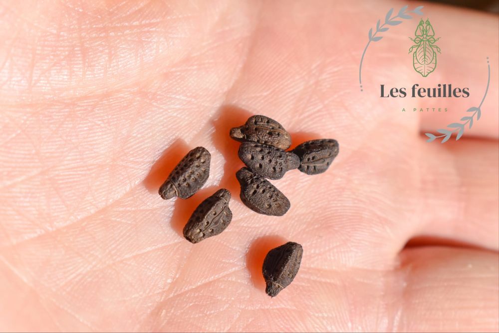 de lot d'oeufs de phyllium giganteum (phasme) 10 71160 Digoin