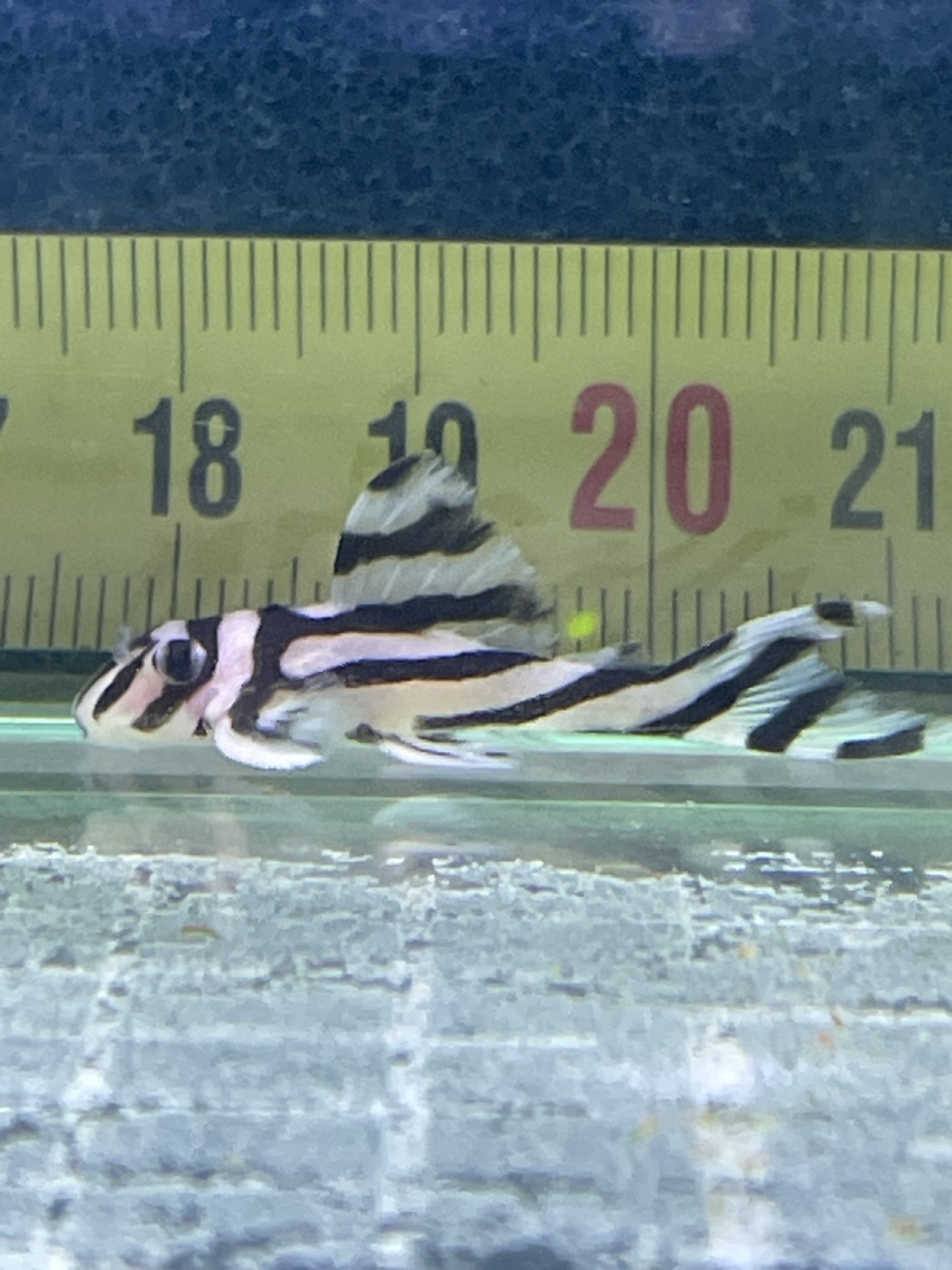 hypancistrus zebra 3cm ou 4cm 50 57180 Terville