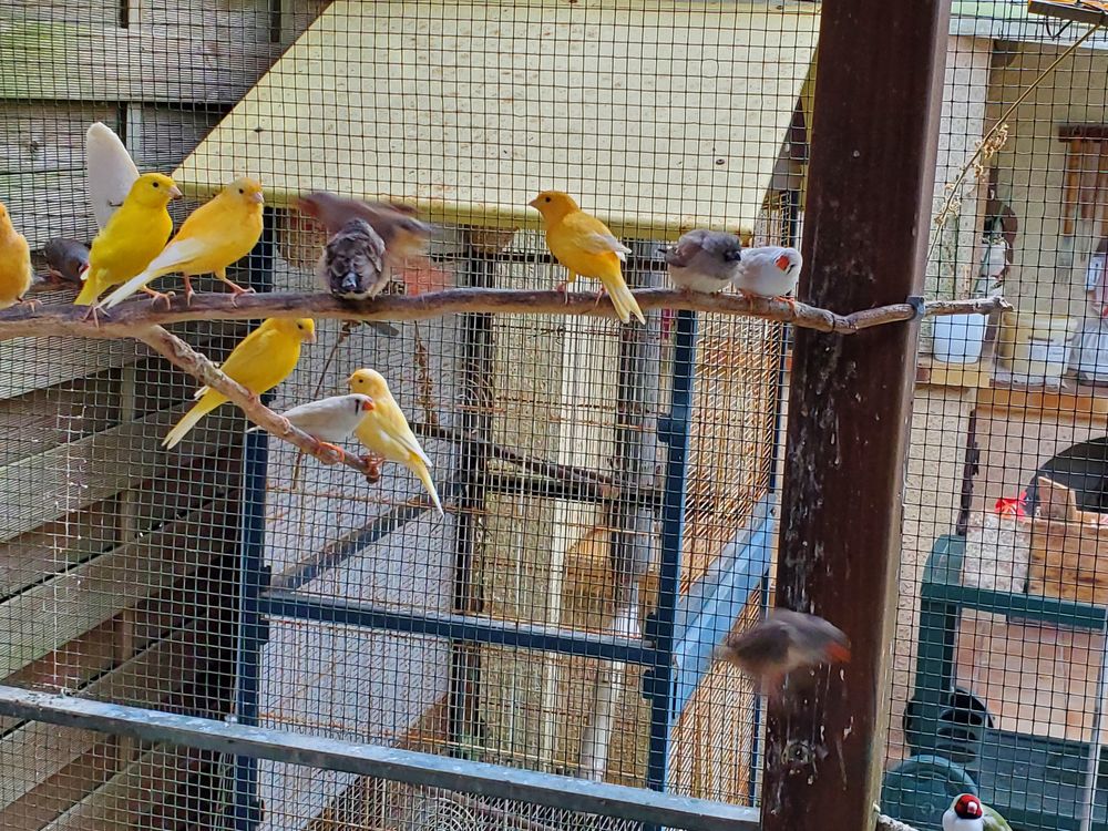 Ivttmandarins 5 44860 Pont-saint-martin