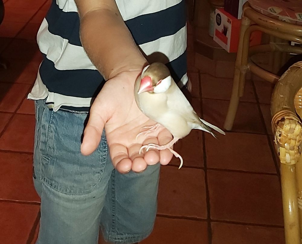 Recherche Padda de Java 0 16390 Saint-s�verin