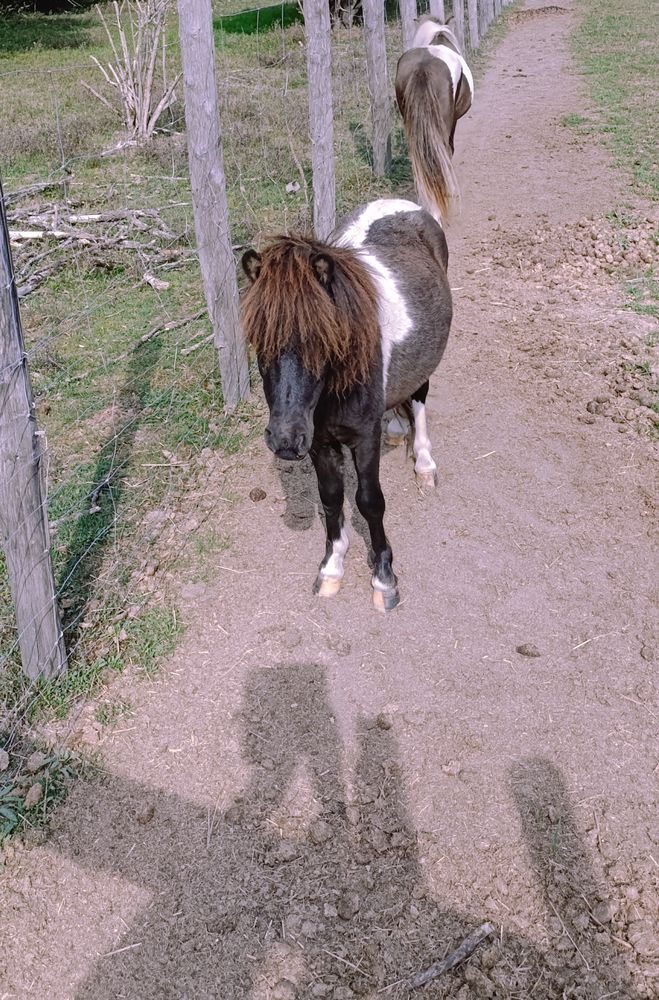 Cheval miniature OC 1400 45290 Langesse